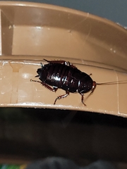 Eurycotis floridana
