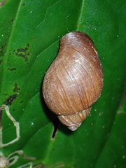 Lissachatina fulica