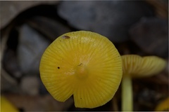 Gliophorus perplexus