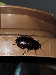 Eurycotis floridana