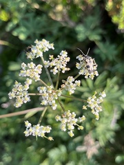Ligusticum grayi
