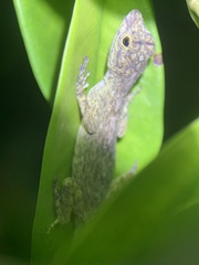 Anolis distichus
