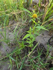 Bidens vulgata