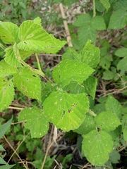 Rubus idaeus