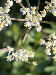 Ligusticum grayi