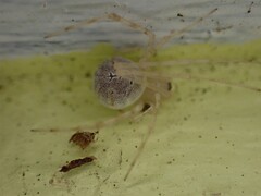 Cryptachaea gigantipes