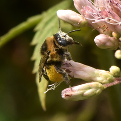 Eumelissodes