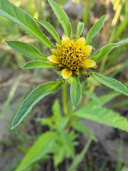 Bidens vulgata