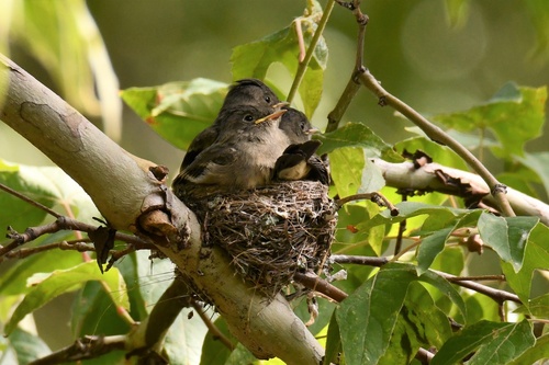 Western Wood-Pewee, Coronado National Forest, Hereford, AZ, US, photo 7 of 10