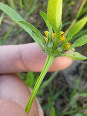 Bidens vulgata