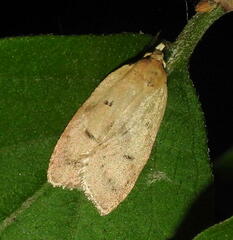 Machimia tentoriferella