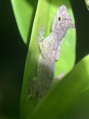 Anolis distichus