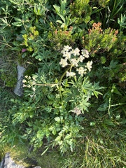 Ligusticum grayi