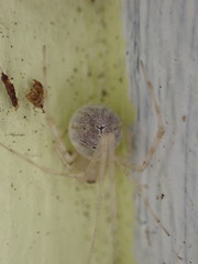 Cryptachaea gigantipes