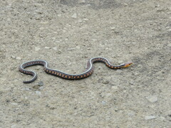 Thamnophis sirtalis concinnus