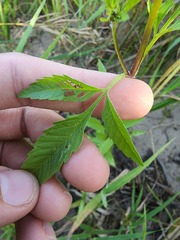 Bidens vulgata