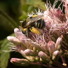 Eumelissodes