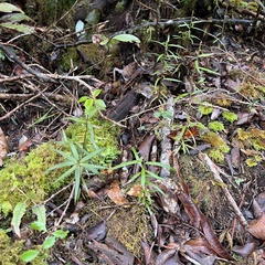 Podocarpus laetus