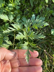 Ligusticum grayi