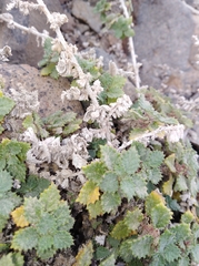 Forsskaolea procridifolia