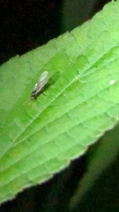 Formicinae