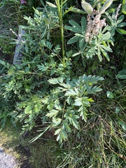 Ligusticum grayi