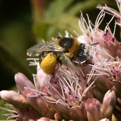 Eumelissodes