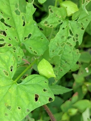 Calystegia silvatica orientalis