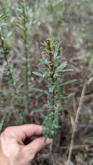 Lespedeza virginica