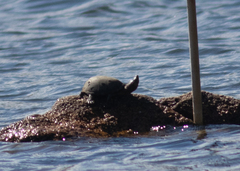 Sternotherus odoratus