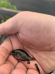 Enneacanthus gloriosus