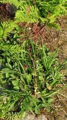 Leptarrhena pyrolifolia