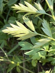 Ligusticum grayi