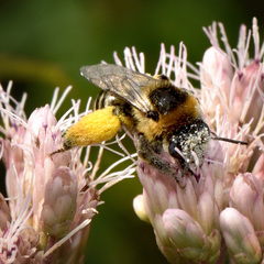 Eumelissodes