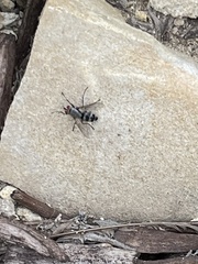 Microphthalma disjuncta