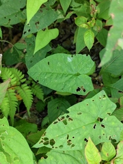 Calystegia silvatica orientalis