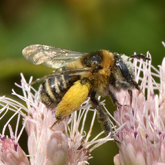 Eumelissodes