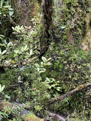 Podocarpus laetus