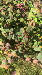 Hypericum androsaemum