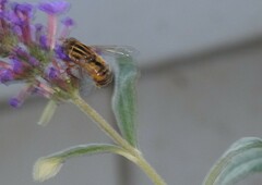 Helophilus latifrons