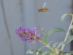 Helophilus latifrons