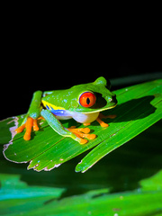 Agalychnis callidryas