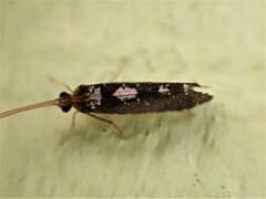 Polycentropodidae