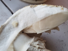 Leucoagaricus barssii