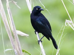 Quiscalus lugubris