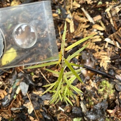 Podocarpus laetus