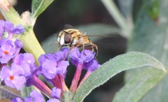 Helophilus latifrons