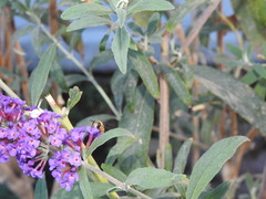 Helophilus latifrons