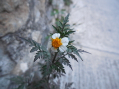 Bidens