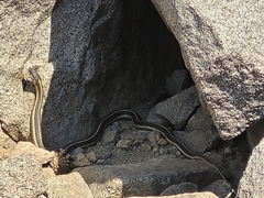 Thamnophis elegans elegans